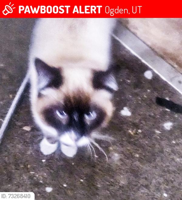 Lost Male Cat last seen 25th and lincoln ave., Ogden, UT 84401