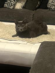 Lost Male Cat last seen Pleasant run, Lancaster, TX 75134