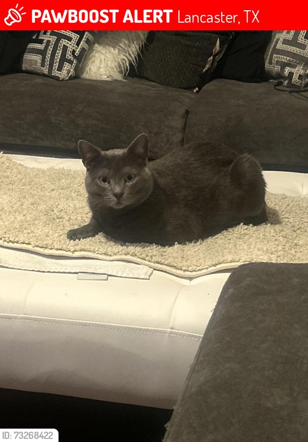 Lost Male Cat last seen Pleasant run, Lancaster, TX 75134