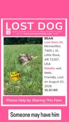 Lost Male Dog last seen L street, Little Rock, AR 72207