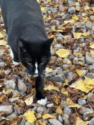 Lost Male Cat last seen Near s. 2000 e., Salt Lake City, UT 84108