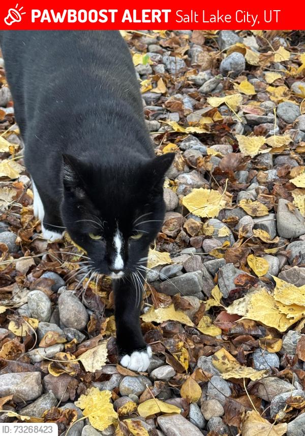 Lost Male Cat last seen Near s. 2000 e., Salt Lake City, UT 84108