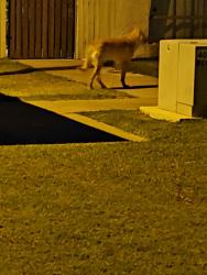 Found/Stray Male Dog last seen Dobson and 8th, Mesa, AZ 85202