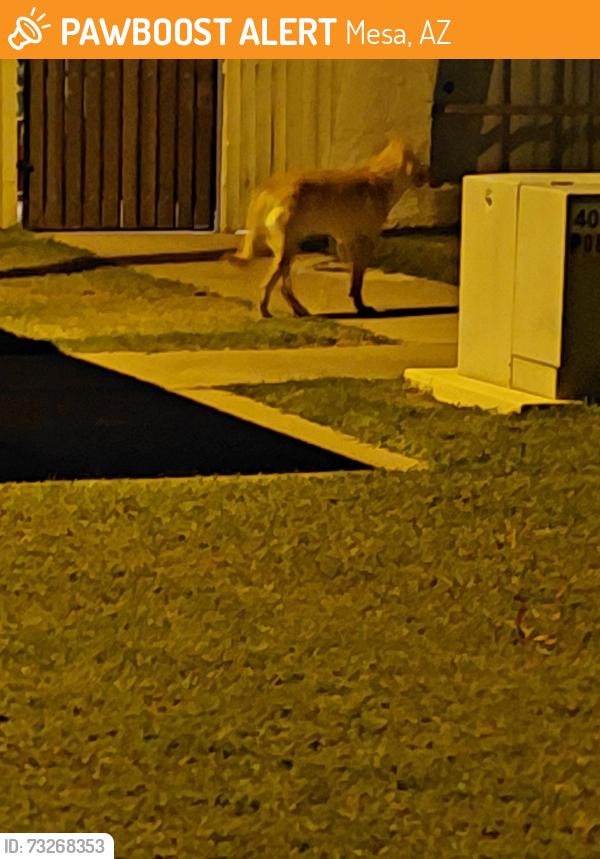 Found/Stray Male Dog last seen Dobson and 8th, Mesa, AZ 85202