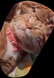 Reunited Female Cat last seen Avon & parlin, Philadelphia, PA 19116