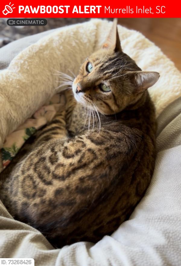 Lost Male Cat last seen Prince creek, Murrells Inlet, SC 29576