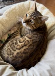 Lost Male Cat last seen Prince creek, Murrells Inlet, SC 29576
