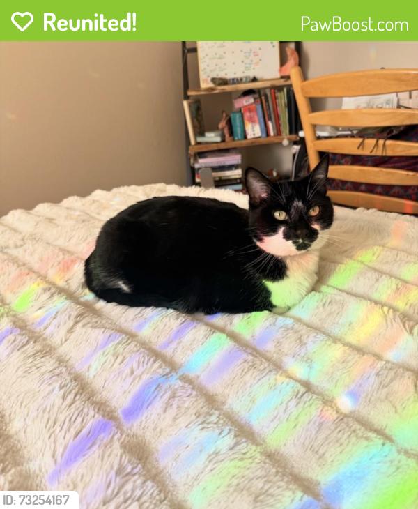 Reunited Female Cat last seen Holbrook Dr, Concord, CA 94519, USA, Concord, CA 94519