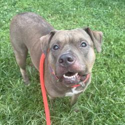 Shelter Stray Male Dog last seen , Animal Care & Control Team of Philly, 111 W Hunting Park Ave, Philadelphia, PA 19140, USA