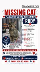 Lost Male Cat last seen Sonoma Ranch, Houston, TX 77049