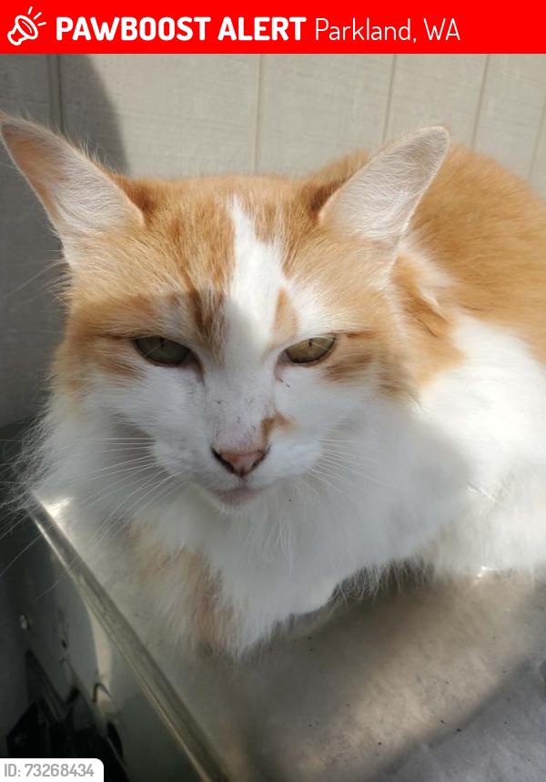 Lost Female Cat last seen Brookdale and 44th Ave E, Parkland, WA 98445
