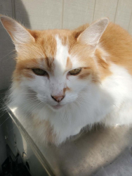 Lost Female Cat last seen Brookdale and 44th Ave E, Parkland, WA 98445