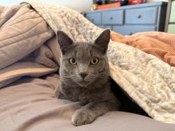 Lost Female Cat last seen Round up, Apple Valley, CA 92308