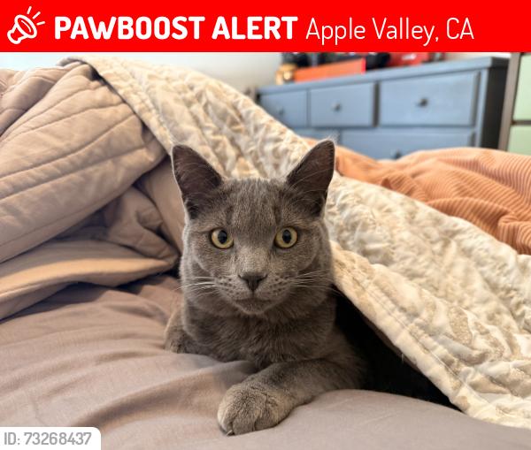 Lost Female Cat last seen Round up, Apple Valley, CA 92308