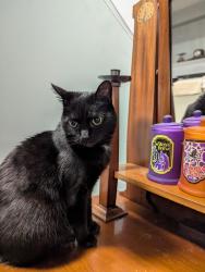 Lost Female Cat last seen Highland Drive and Water Tower Rd, Oro-Medonte, ON L0L 2L0