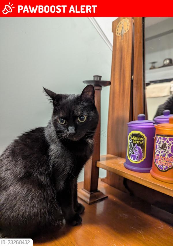 Lost Female Cat last seen Highland Drive and Water Tower Rd, Oro-Medonte, ON L0L 2L0