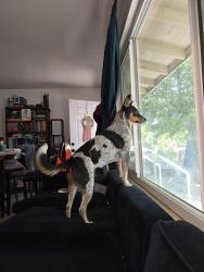 Lost Female Dog last seen 8th St and Nicolet, Banning, CA 92220