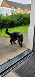 Lost Male Cat last seen Jones way rochdale uk, Greater Manchester, England 