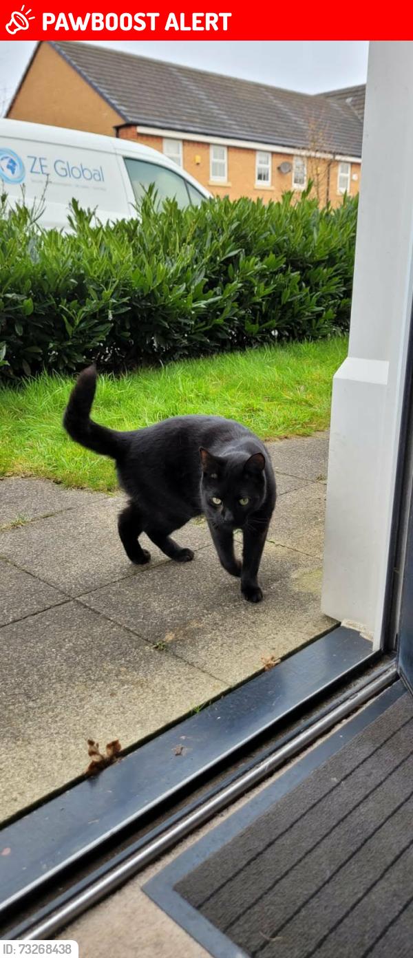 Lost Male Cat last seen Jones way rochdale uk, Greater Manchester, England 