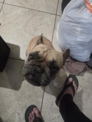Lost Male Dog last seen 21st and Pasadena, Long Beach, CA 90806