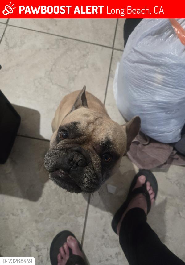 Lost Male Dog last seen 21st and Pasadena, Long Beach, CA 90806