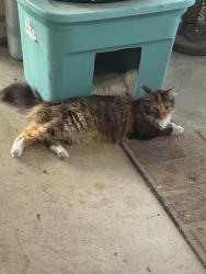Found/Stray Female Cat last seen Heritage duck pond, San Antonio, TX 78245