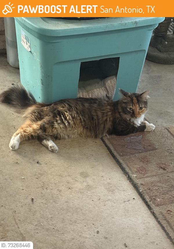 Found/Stray Female Cat last seen Heritage duck pond, San Antonio, TX 78245