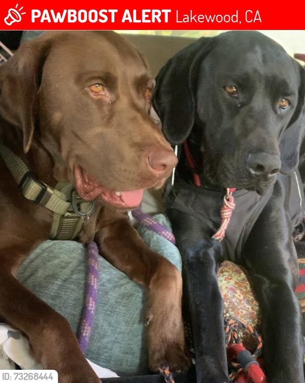 Lost Male Dog last seen Industry Ave and 36th Street, Lakewood, CA 90712