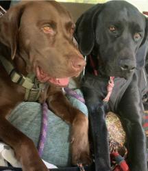 Lost Male Dog last seen Industry Ave and 36th Street, Lakewood, CA 90712