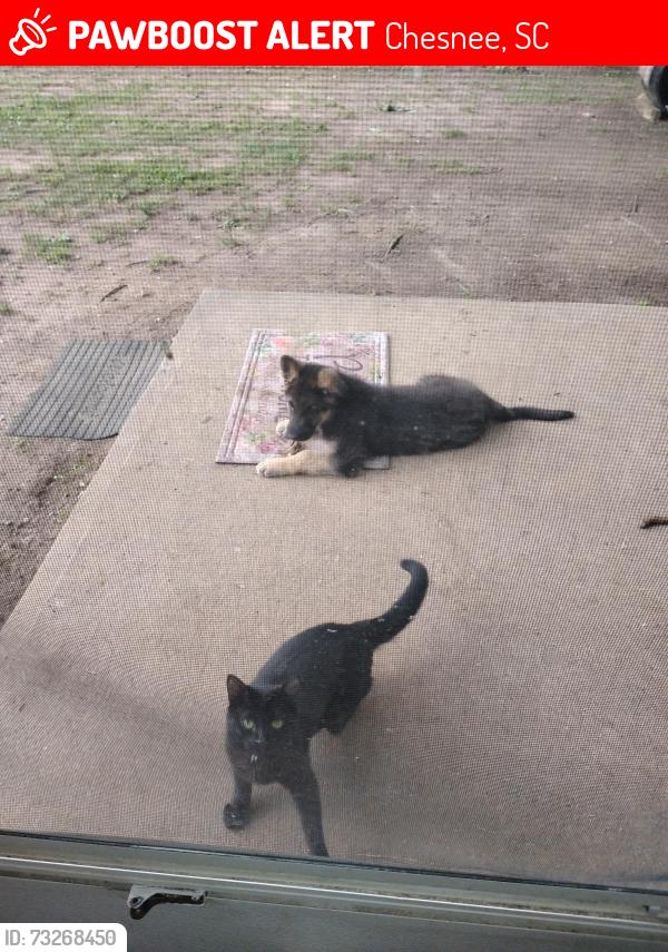 Lost Male Cat last seen Hwy 11, Chesnee, SC 29323