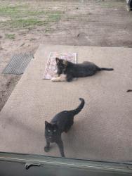 Lost Male Cat last seen Hwy 11, Chesnee, SC 29323