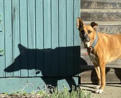 Reunited Male Dog last seen Grocery Outled San Pablo, CA, San Pablo, CA 94806