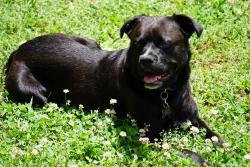 Lost Male Dog last seen The Y general dollar store, Cleveland, TN 37323