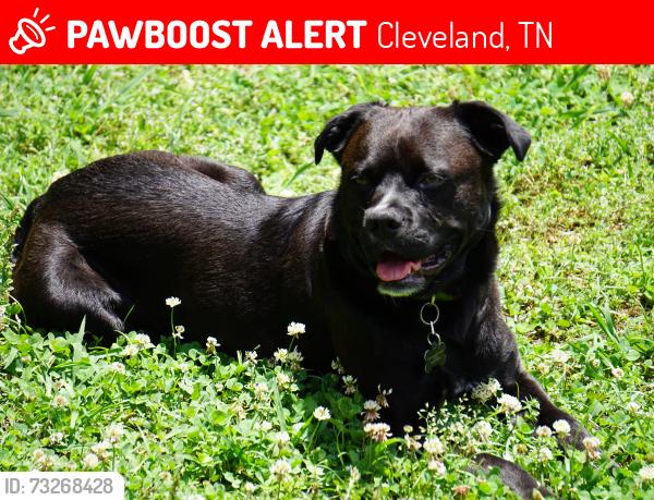 Lost Male Dog last seen The Y general dollar store, Cleveland, TN 37323