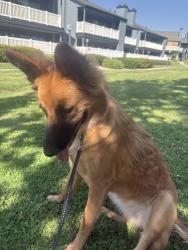 Lost Female Dog last seen Near brookside ave Redlands CA, Redlands, CA 92373