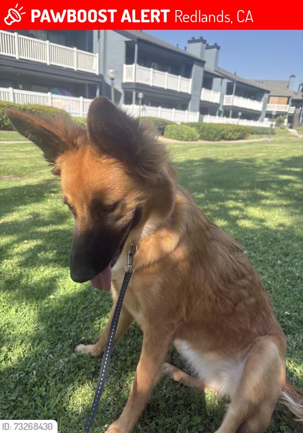 Lost Female Dog last seen Near brookside ave Redlands CA, Redlands, CA 92373