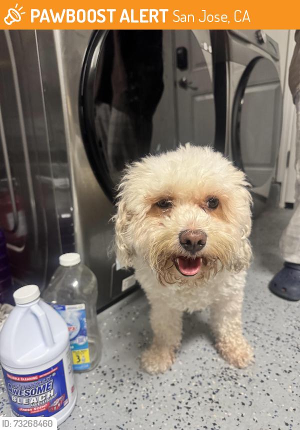 Found/Stray Female Dog last seen Flintbury ct, San Jose, CA 95148