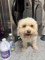 Found/Stray Female Dog last seen Flintbury ct, San Jose, CA 95148