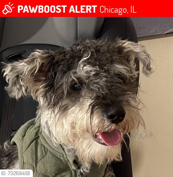 Lost Male Dog last seen Near loomis, Chicago, IL 60607