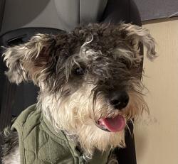 Lost Male Dog last seen Near loomis, Chicago, IL 60607