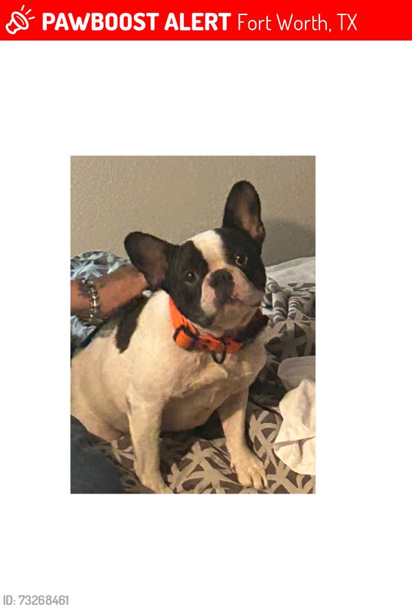 Lost Male Dog last seen Riverside and campus, Fort Worth, TX 76119