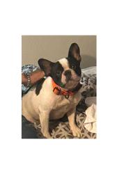 Lost Male Dog last seen Riverside and campus, Fort Worth, TX 76119