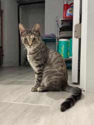 Reunited Female Cat last seen Oakpark ave and 16 th st, Berwyn, IL 60402