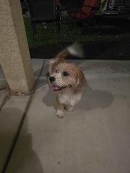 Reunited Male Dog last seen Rancherias Rd and Mohawk Rd, Apple Valley, CA 92308