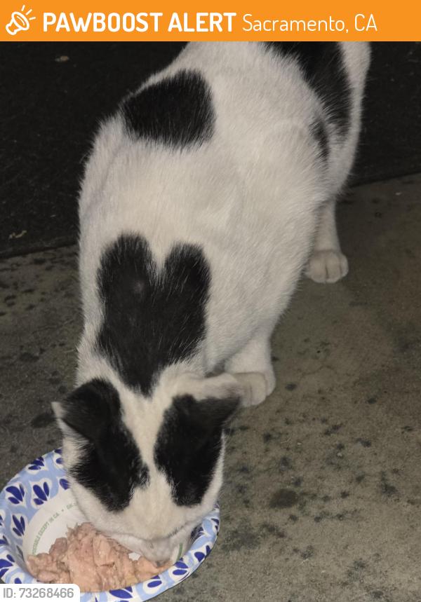 Found/Stray Female Cat last seen 65th Expressway, Sacramento, CA 95817