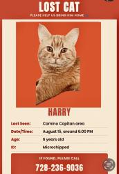 Lost Male Cat last seen Camino capitan, Santa Fe, NM 87505