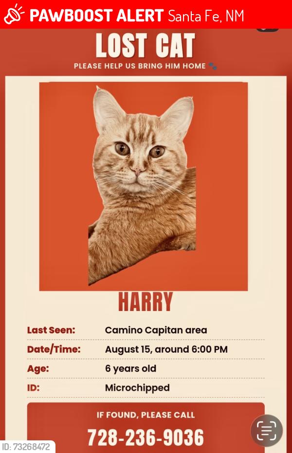 Lost Male Cat last seen Camino capitan, Santa Fe, NM 87505
