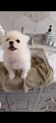 Lost Female Dog last seen Near Saint Mary St Pleasanton, CA 94566 Estados Unidos, Pleasanton, CA 94566