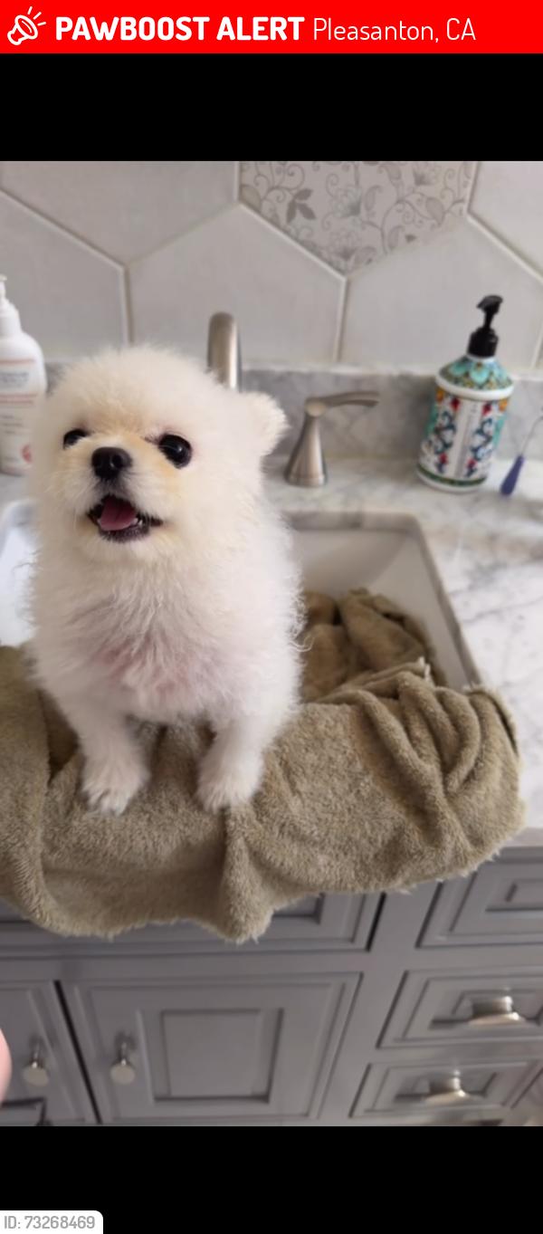 Lost Female Dog last seen Near Saint Mary St Pleasanton, CA 94566 Estados Unidos, Pleasanton, CA 94566