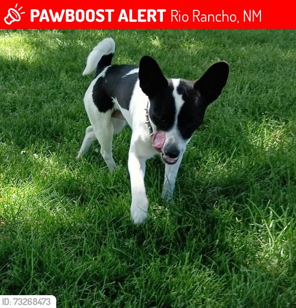Lost Male Dog last seen Southern & Atlantic, Rio Rancho, NM 87124